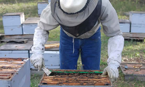Taking bees out of trees and building walls - Mid-Atlantic Apiculture  Research and Extension Consortium