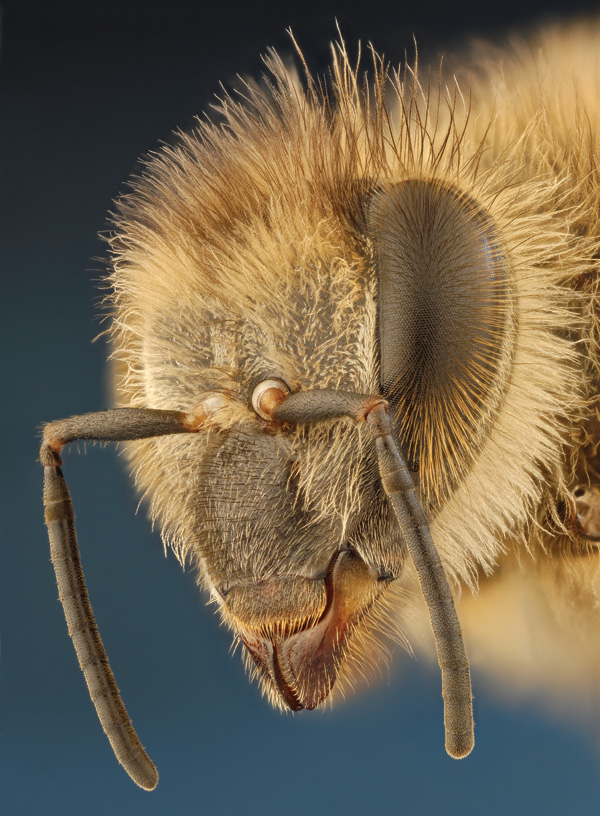 Solving the Mystery of the Vanishing Bees, Scientific American, Diana Cox-Foster and Dennis vanEngelsdorp