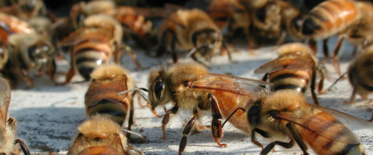 Learn about developing Good Queen Bees
