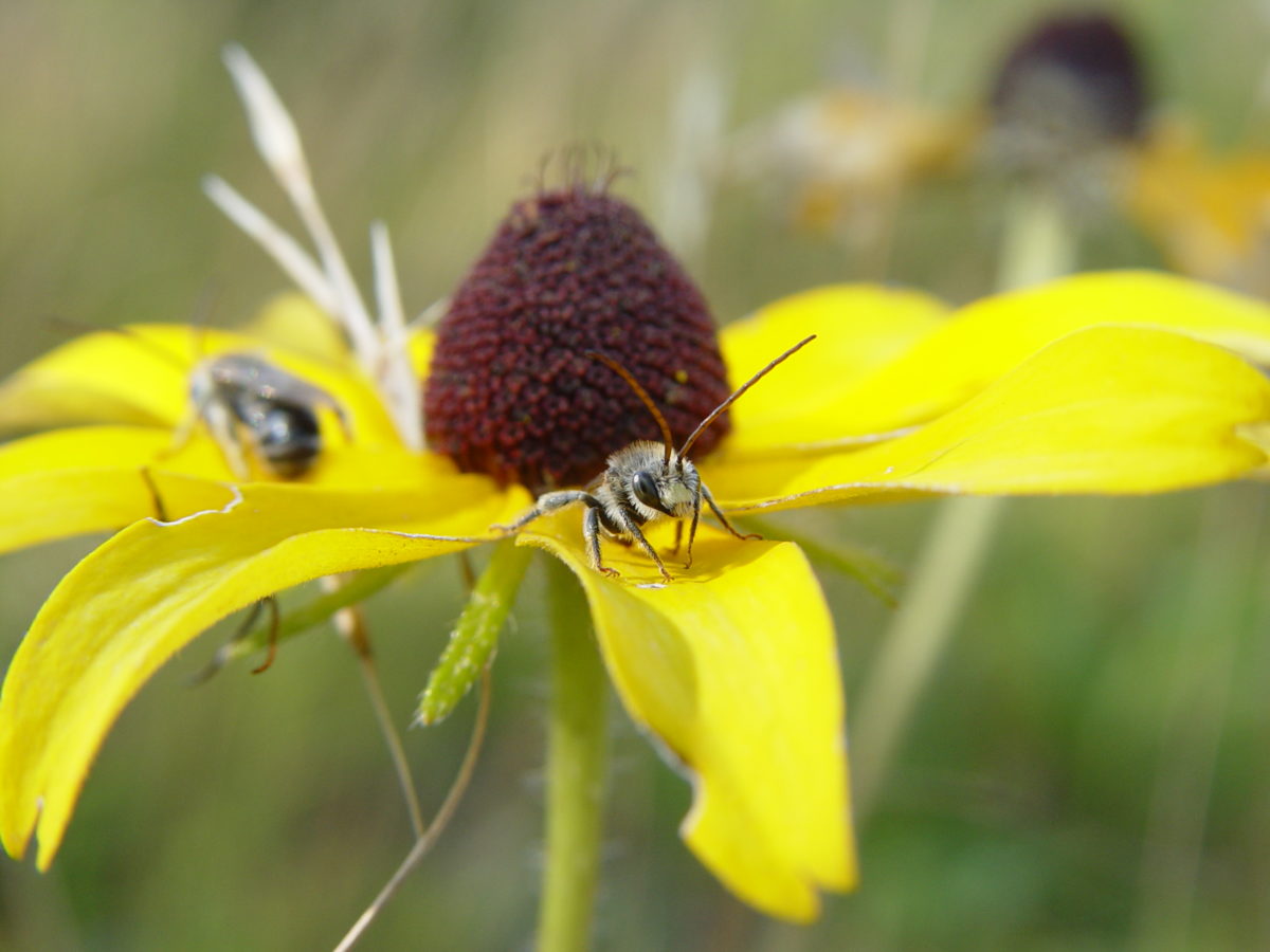 Native Pollinators