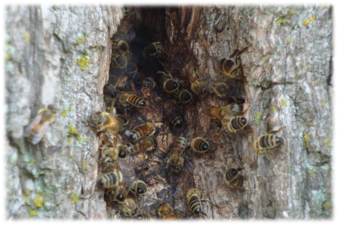 bee tree opening