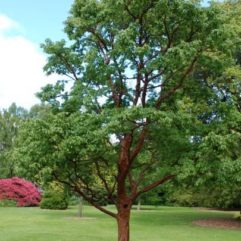 Acer griseum tree
