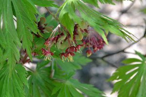 Acer japonicum Aconitifolium flowers