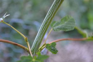 Acer pensylvanicum stem