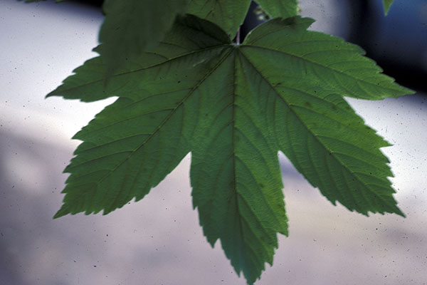 Acer pseudoplatanus leaf