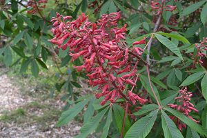 Aesculus pavia flowers