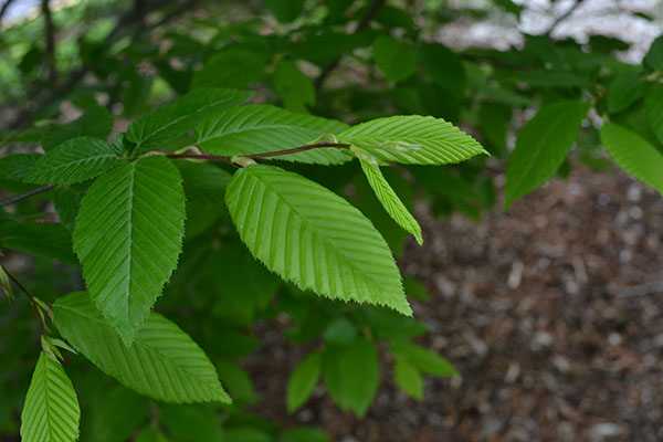 Carpinus betulus Fastigiata leaves