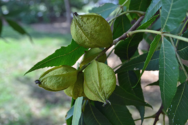 Carya aquatica fruit