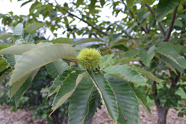 Castanea mollissima fruit