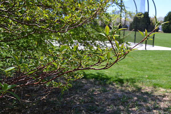 Cornus alternifolia leaves
