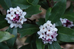 Daphne odora flower