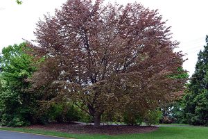 Fagus sylvatica Atropunicea tree