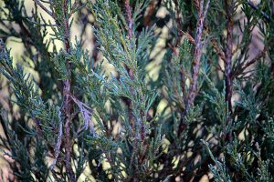 Juniperus scopulorum Skyrocket