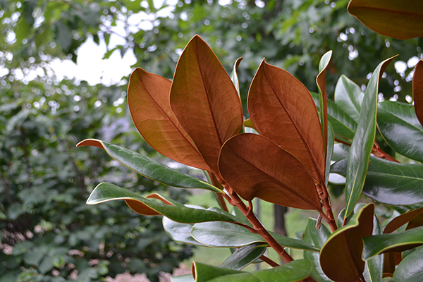 Magnolia grandiflora ‘Edith Bogue’