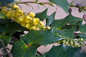 Mahonia japonica