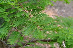 Metasequoia glyptostroboides Bonsai