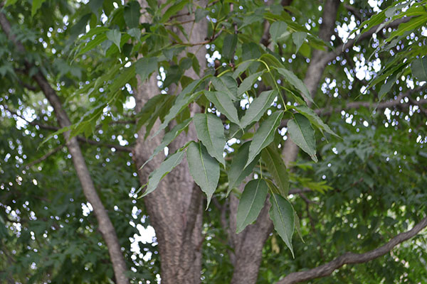 Phellodendron amurense tree leaves