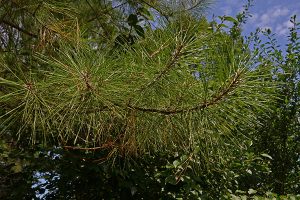 Pinus serotina