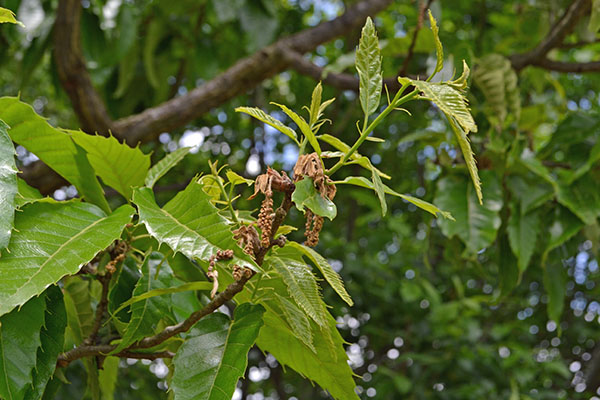 Quercus acutissima