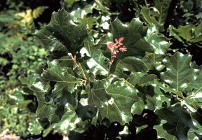 Quercus velutina