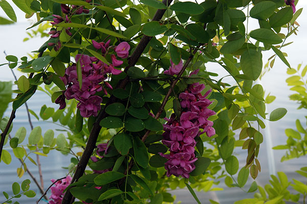 Robinia pseudoacacia Purple Robe