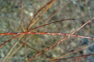 Salix nigra stem