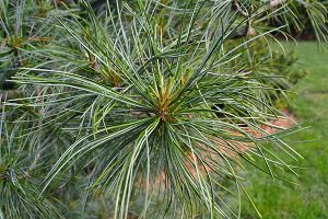 Pinus koraiensis Morris Blue