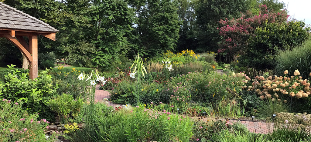 UDBG's Herbaceous Garden in August