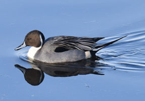 Northen Pintail Duck photo by Doug Tallamy