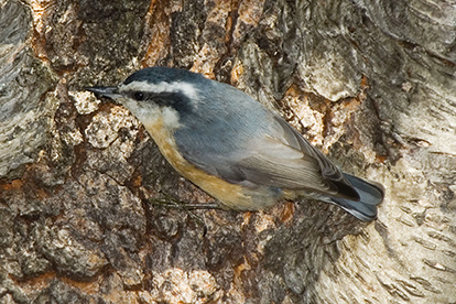 https://canr.udel.edu/udbg/wp-content/uploads/sites/16/2022/03/Red-breasted-Nuthatch-Tallamy.jpg