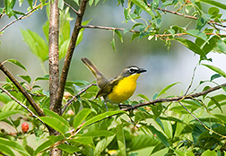 https://canr.udel.edu/udbg/wp-content/uploads/sites/16/2022/03/Yellow-breasted-Chat-Tallamy.jpg